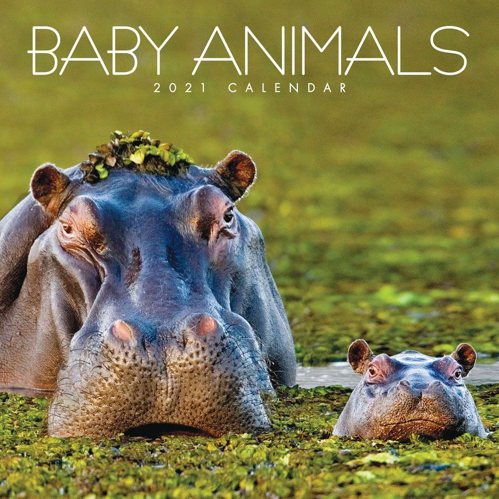 Top 11 Best 2021 Animal Calendar - CalendarBuy.com