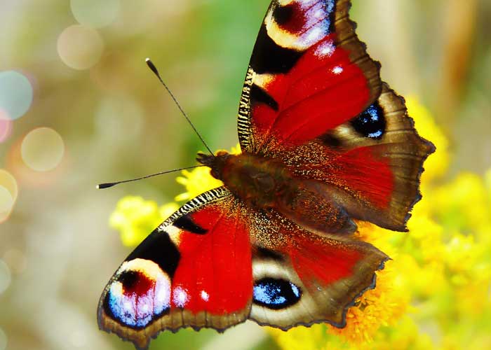 butterfly-calendar-printable-digital-download-gardening-love